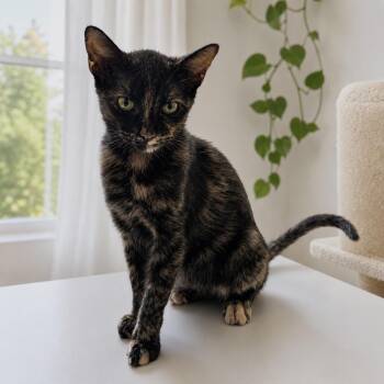 Gertrude -  Domestic Short Hair Cat for Adoption in Dallas, Texas - Gertrude | PetCurious