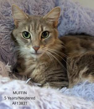 Domestic Long Hair Cats Available for Adoption - Muffin | PetCurious