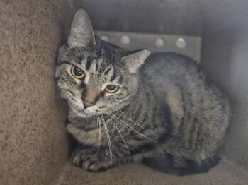 RUCKUS -  Domestic Short Hair Cat for Adoption in Pueblo, Colorado - RUCKUS | PetCurious