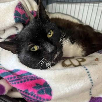 Domestic Short Hair Cats Available for Adoption in Huntington, New York - Ari (senior) | PetCurious