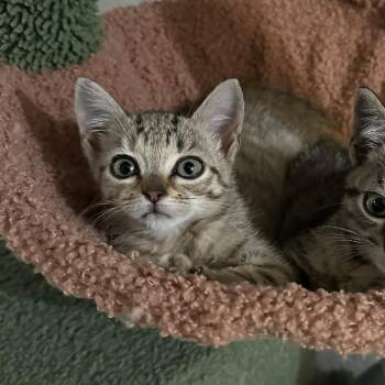 Rescue Domestic Short Hair Cats for Adoption in Austin, Texas - Xtra Stuffing 30 | PetCurious