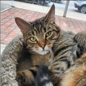 Tommy -  Domestic Short Hair Cat Available for Adoption in Greenfield, Indiana - Tommy | PetCurious