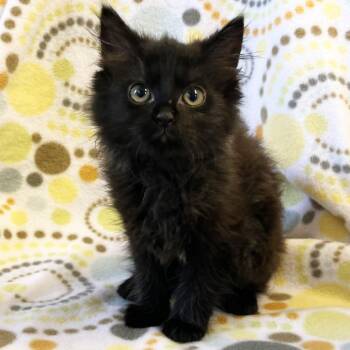 Shoo-Bop -  Domestic Medium Hair Cat for Adoption in Mt. Juliet, Tennessee - Shoo-Bop | PetCurious