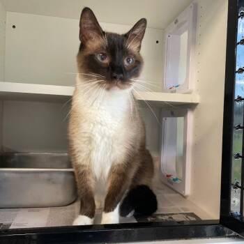 Handsome (Cat 21) -  Domestic Short Hair Cat for Adoption in Roanoke, Virginia - Handsome (Cat 21) | PetCurious