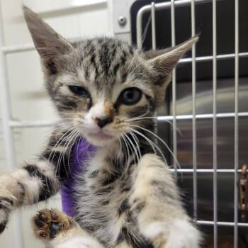 Smuckers -  Domestic Short Hair Cat for Adoption in Westminster, California - Smuckers | PetCurious
