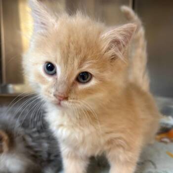 MJ -  Domestic Medium Hair Cat for Adoption in Shinnston, West Virginia - MJ | PetCurious