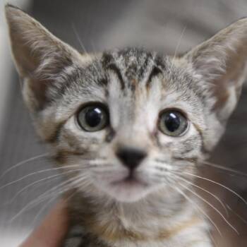 Tabicola -  Domestic Short Hair Cat for Adoption in Redwood City, California - Tabicola | PetCurious