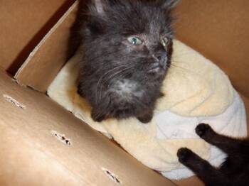 Domestic Short Hair Cats Available for Adoption in San Jose, California - KHAMZAT | PetCurious