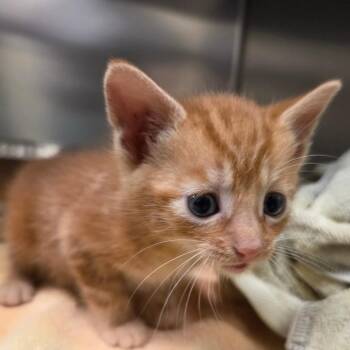 Boba -  Domestic Short Hair Cat for Adoption in Asheville, North Carolina - Boba | PetCurious