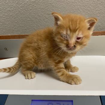 Rescue Domestic Medium Hair Cats for Adoption in Reno, Nevada - Digit | PetCurious