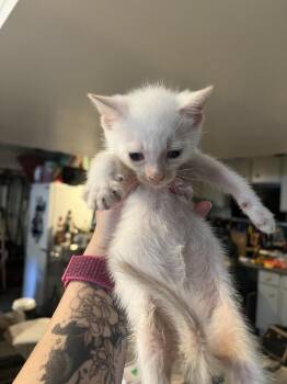 Neo -  Domestic Short Hair Cat for Adoption in Emerald Isle, North Carolina - Neo | PetCurious