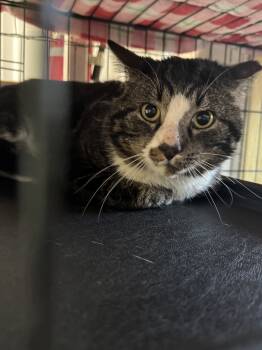 Rescue Domestic Short Hair Cats for Adoption in North East, Maryland - Percy | PetCurious
