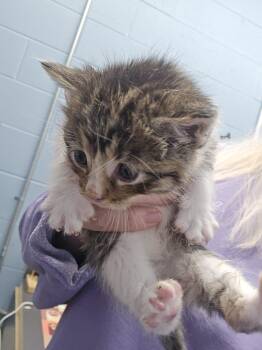 Spinosaurus -  Domestic Short Hair Cat Available for Adoption in Evansville, Indiana - Spinosaurus | PetCurious