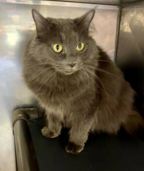 Glennyn -  Domestic Medium Hair Cat for Adoption in Fort Lupton, Colorado - Glennyn | PetCurious