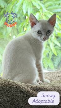 Snowy -  Domestic Short Hair and Siamese Cat for Adoption in Honolulu, Hawaii - Snowy | PetCurious