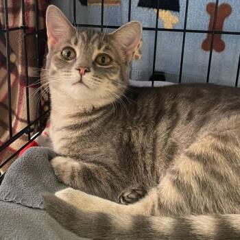 Rescue Domestic Short Hair Cats for Adoption in Indiana, Pennsylvania - Gidget | PetCurious