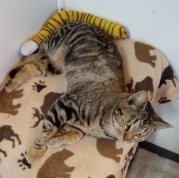 Domestic Short Hair Cats Available for Adoption - Smokey | PetCurious