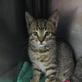 Domestic Short Hair Cats Available for Adoption in Yanceyville, North Carolina - Quill 26-0371 | PetCurious