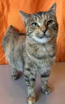 Marge Simpson -  Domestic Short Hair Cat for Adoption in New Albany, Indiana - Marge Simpson | PetCurious