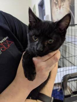 Rescue Domestic Short Hair Cats for Adoption in West Chester, Pennsylvania - Pepper | PetCurious