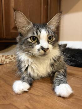 Mama Sheba -  Domestic Medium Hair Cat for Adoption in Reno, Nevada - Mama Sheba | PetCurious