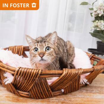 Tegan -  Domestic Short Hair Cat for Adoption in Los Angeles, California - Tegan | PetCurious
