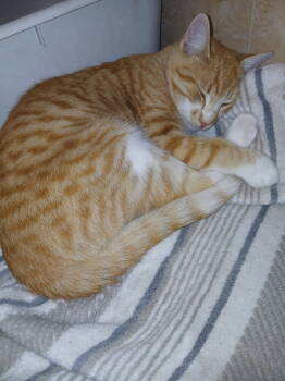 Rescue Domestic Short Hair Cats for Adoption in Thatcher, Arizona - Paul | PetCurious