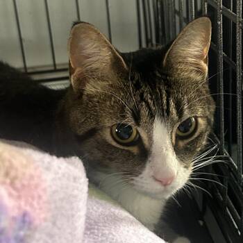 Domestic Short Hair Cats Available for Adoption in Middletown, New York - Babyface | PetCurious