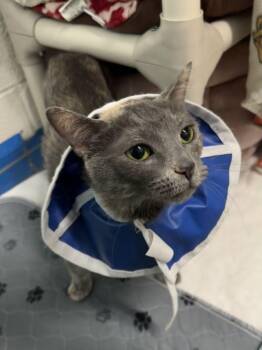 Domestic Short Hair Cats Available for Adoption - Muffin | PetCurious