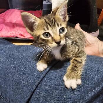 Sailor C12168 -  Domestic Short Hair Cat for Adoption - Sailor C12168 | PetCurious