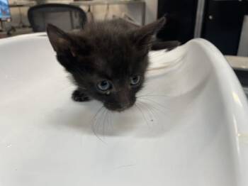 Domestic Short Hair Cats Available for Adoption in Thousand Palms, California - A1915060 | PetCurious