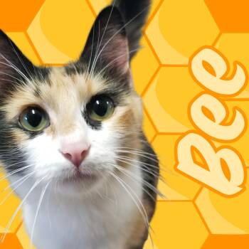 Bee -  Domestic Medium Hair Cat for Adoption in Aransas Pass, Texas - Bee | PetCurious