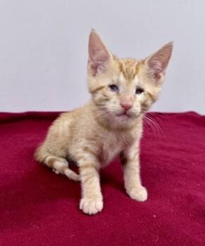 Opossum -  Domestic Short Hair Cat for Adoption in Watkinsville, Georgia - Opossum | PetCurious