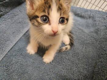 CASTLE -  Domestic Short Hair Cat for Adoption in Tustin, California - CASTLE | PetCurious