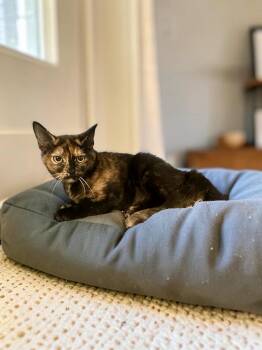 Thalia -  Domestic Short Hair Cat for Adoption in Champaign, Illinois - Thalia | PetCurious