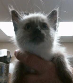 Domestic Short Hair Cats Available for Adoption in Sacramento, California - HOLLY | PetCurious