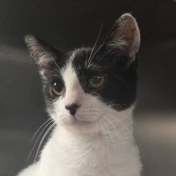 Weaver -  Domestic Short Hair Cat for Adoption in Kennebunk, Maine - Weaver | PetCurious