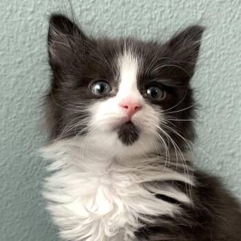 Bootstrap Bill -  Domestic Medium Hair Cat for Adoption in Keizer, Oregon - Bootstrap Bill | PetCurious