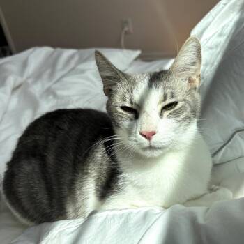 Domestic Short Hair Cats Available for Adoption in Long Beach, California - Bunny | PetCurious