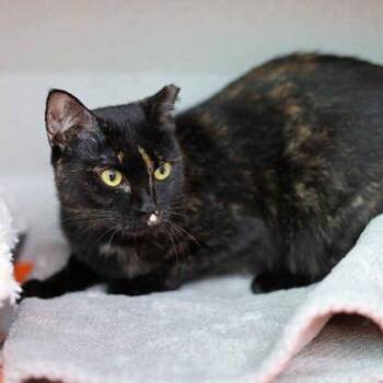 Dolly -  Domestic Short Hair Cat for Adoption in Atlanta, Georgia - Dolly | PetCurious