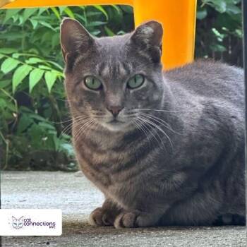 Rescue American Shorthair Cats for Adoption in New York, New York - Baby | PetCurious