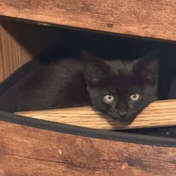 Roy -  Domestic Short Hair Cat for Adoption in Veneta, Oregon - Roy | PetCurious