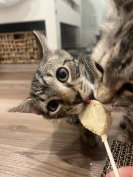 Tango -  Domestic Short Hair Cat for Adoption in Emerald Isle, North Carolina - Tango | PetCurious