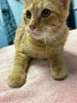 Domestic Short Hair Cats Available for Adoption in Detroit, Michigan - Milo | PetCurious