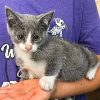 Vesper -  Domestic Short Hair Cat for Adoption in El Dorado, Arkansas - Vesper | PetCurious