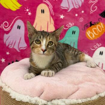 Boo -  Domestic Short Hair Cat for Adoption in Riverwoods, Illinois - Boo | PetCurious