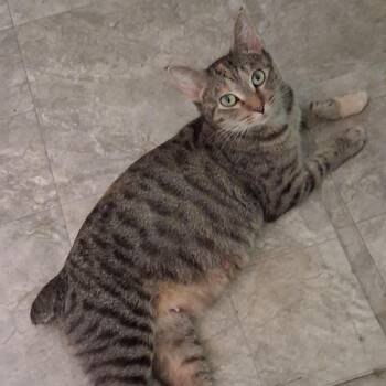 Nadia -  Domestic Short Hair and American Bobtail Cat for Adoption in La Grange, Kentucky - Nadia | PetCurious