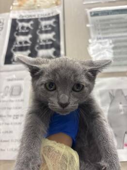 SNOWFLAKE -  Domestic Short Hair Cat for Adoption in Las Vegas, Nevada - SNOWFLAKE | PetCurious