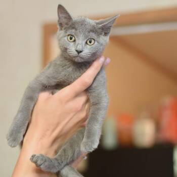 Pewter -  Domestic Short Hair Cat for Adoption in Belleville, Illinois - Pewter | PetCurious
