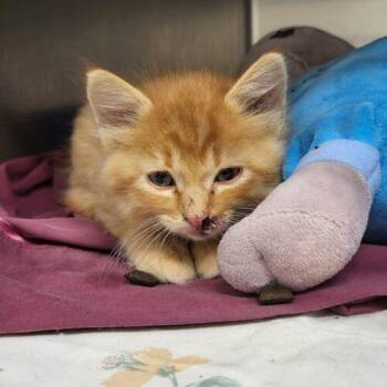 Garrick -  Domestic Medium Hair Cat for Adoption in Burlington, Iowa - Garrick | PetCurious